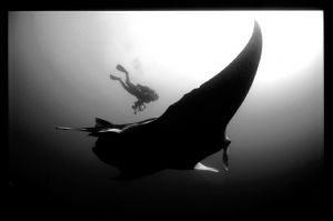 Manta and diver , taken in mozambique. Reverted to natura... by Andrew Woodburn 